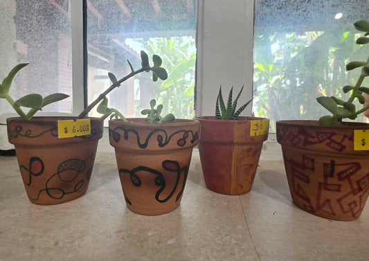 Small plants (succulents)