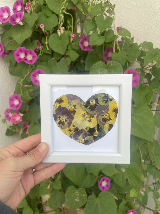 Framed viola flowers