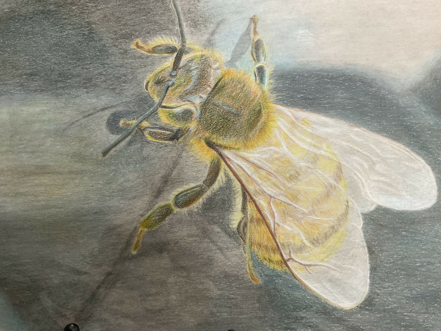 Bee drawing